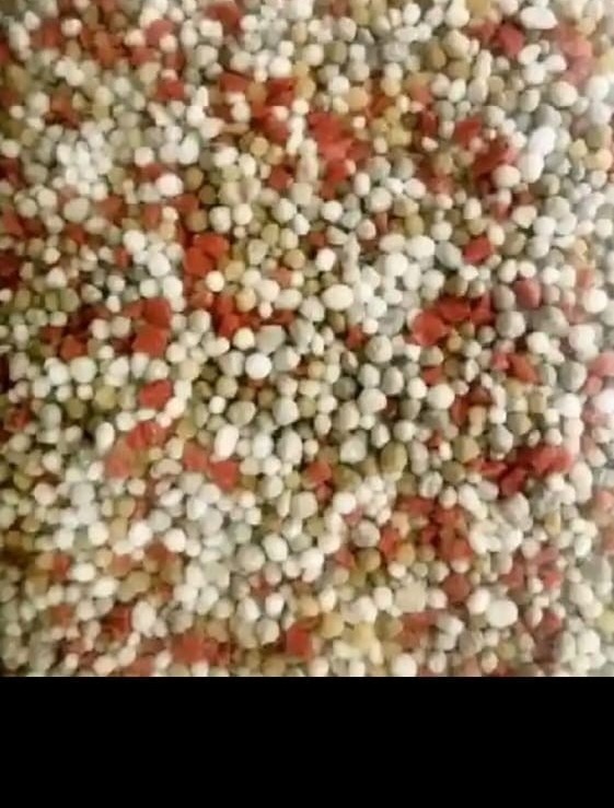 Date palm farm
